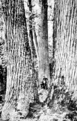 The loss of the chestnut tree to an exotic blight forever changed the ecosystem of the Appalachian Mountains. Providing food and shelter, the chestnut was an important tree to man and wildlife. The chestnut was a canopy species, rising to heights of more than 100 feet, and the tree ranged from southern Maine to central Mississippi. The annual mast crop, usually with the nuts from hickories and oaks, inundated the forest floor every fall, providing an easy bounty for Appalachian wildlife. A popular material for furniture, the chestnut’s lumber is rot-resistant and was said to shelter a man “from cradle to grave.” A blight imported on exotic plants in the early 1900s spread from New England to wipe out the chestnut. Today, saplings are found in the forest sprouting from rootstock, but the tree can’t survive long before falling victim to the blight. Groups such as the American Chestnut Foundation continue to look for a “cure” and restore the chestnut to its former glory. 