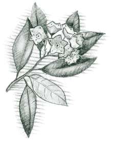 Mountain laurel (Kalmia latifolia)