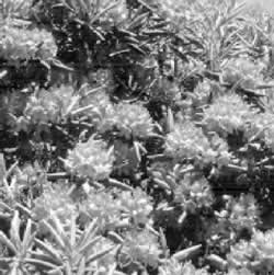 Rhododendron thickets in the Smoky Mountains