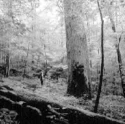 Huge poplars grow in the Joyce Kilmer–Slickrock Wilderness Area