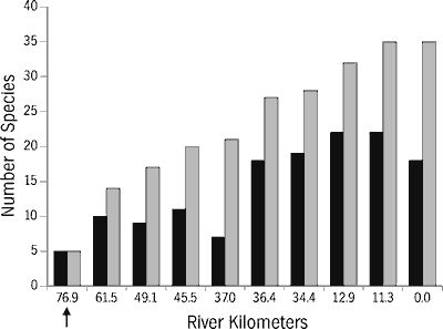 Figure 14. Relationship of number of Etowah River main channel fish species (black bars) and cumulative number of species (gray bars) to river kilometers below Allatooona Dam (location of dam indiated by arrow).