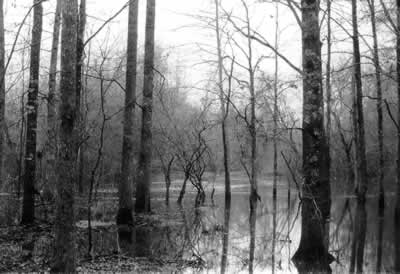 Figure 1. A flooded riverbottom. Historic southeastern river systems have been extensively modified with accompanying effects on associated avian fauna. In many areas, human modifications to waterways and wetlands have reduced or eliminated natural cycles of seasonal flooding.