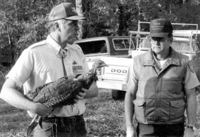 Figure 2. Wild turkey, apparently very abundant in much of the pre-colonial forests, were exploited and extirpated from most of the region. With help from trap-transplant programs, wild turkeys have now been restored throughout much of the southeast.