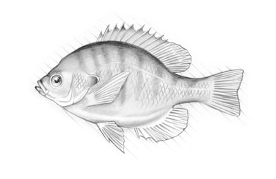 Bluegill (Lepomis macrochirus)