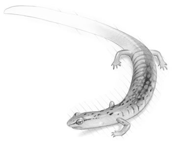 Spring Salamander (Gyrinophilus porphyriticus) This salamander can be found in springs, cool mountain streams, and caves. It is carnivorous and sometimes cannibalistic.