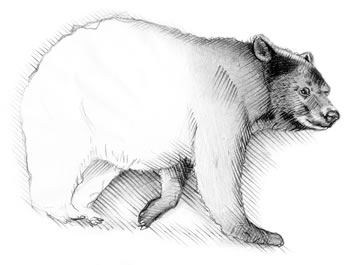 Black Bear (Ursus americanus) This bear grows to 300 pounds.