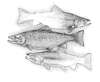From top to bottom: Brown Trout (Salmo trutta), Brook Trout (Salvelinus fontinalus), Rainbow Trout (Oncorhynchus mykiss) The brook trout is the only fish of these three that is native to the Appalachians; the others are stocked.