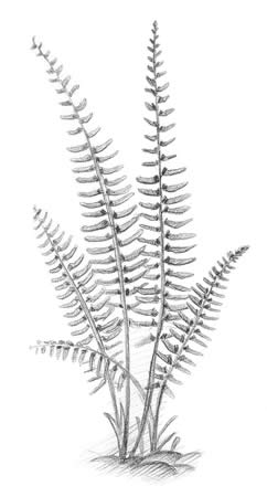 Christmas Fern (Polystichum acrostichoides)