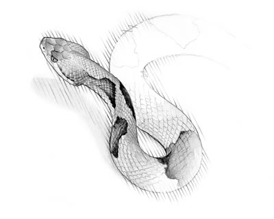 Copperhead (Agkistrodon contortrix)