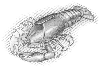 Eastern Crayfish (Cambarus bartonii)