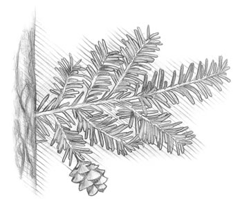Easterm Hemlock (Tsuga canadensis) Long-lived hemlocks develop slowly in the shade.