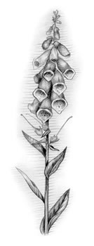 Common Foxglove (Digitalis purpurea) This is the source of digitalis, a drug used to treat heart disease.