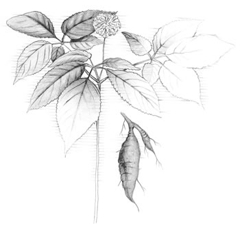 Dwarf Ginseng (Panax trifolius) Believed by some to be an aphrodisiac, ginseng has been overcollected.