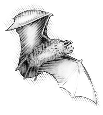 Little Brown Bat (Myotis lucifugus)