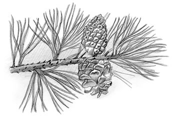 Pitch Pine (Pinus rigida)