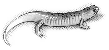Red Salamander (Rseudotriton ruber)