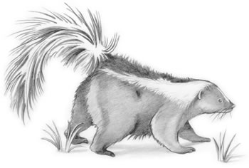 Striped Skunk (Mephitis mephitis) Look for the striped skunk's white facial stripe, neck patch, and V on its back.