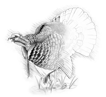 Wild Turkey (Meleagris gallapavo) Turkeys can fly well for short distances but prefer to run.