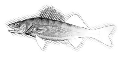 Walleye (Stizostedion vitreum)